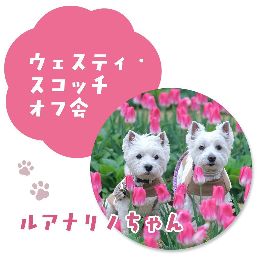 ウェスティ・スコッチオフ会　ルアナリノちゃん