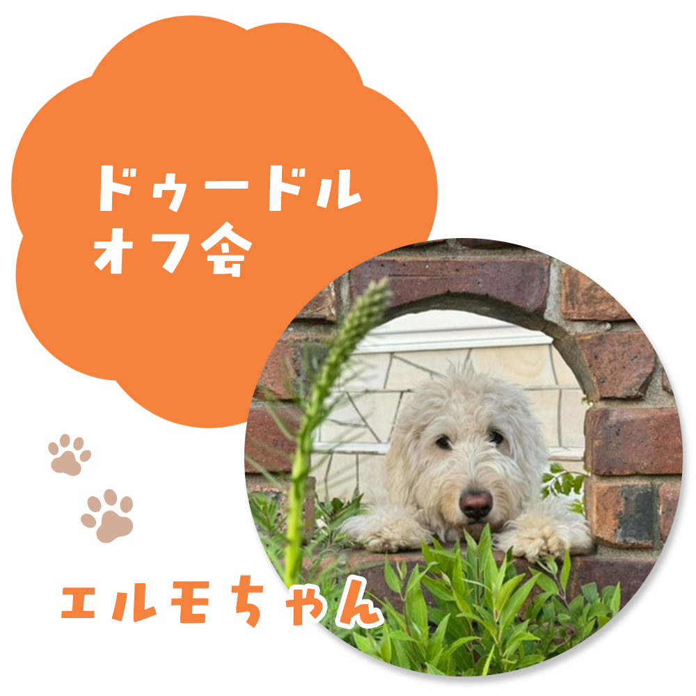 ドゥードルオフ会 エルモちゃん