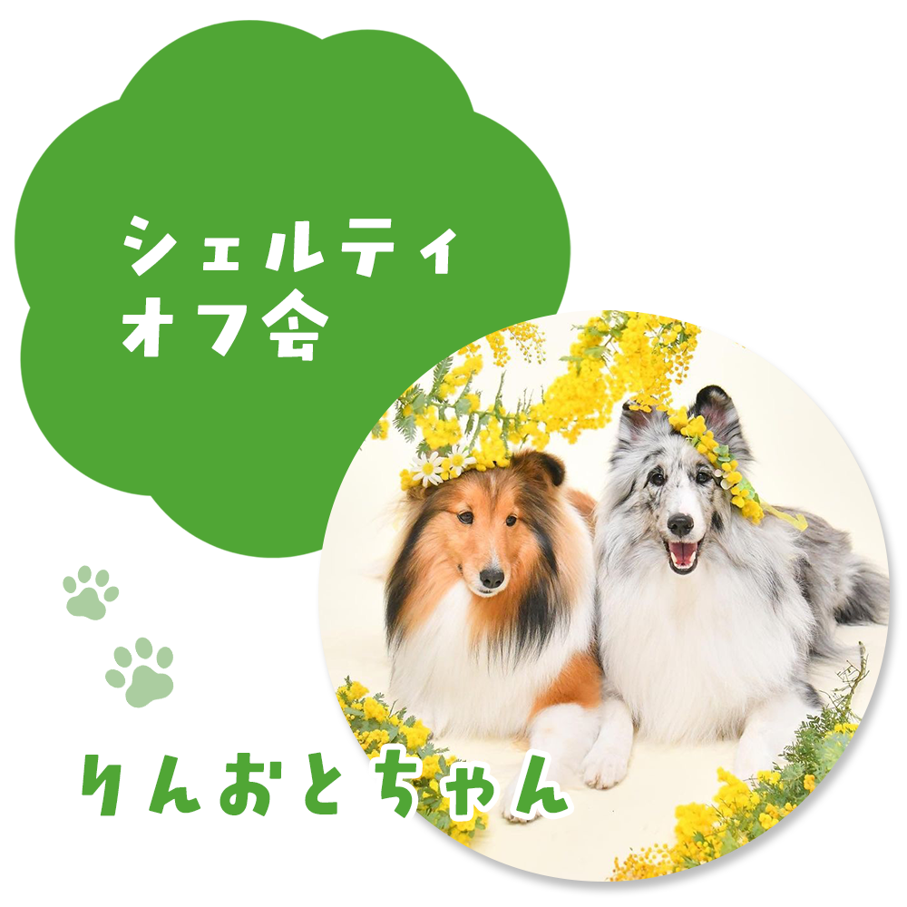 シェルティオフ会 りんおとちゃん