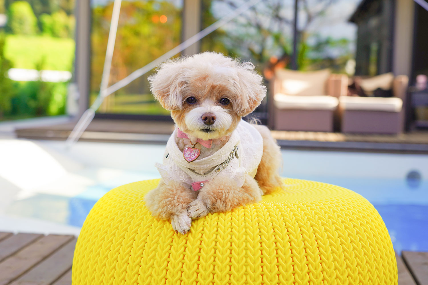 愛犬と一緒に千葉旅&ショッピングを満喫しよう