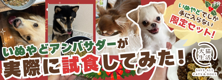 犬猫生活　いぬやどアンバサダーが実際に試食してみた！