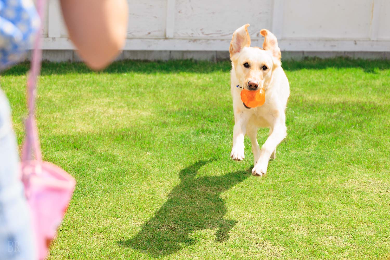 ペットと泊まれるリゾートヴィラ