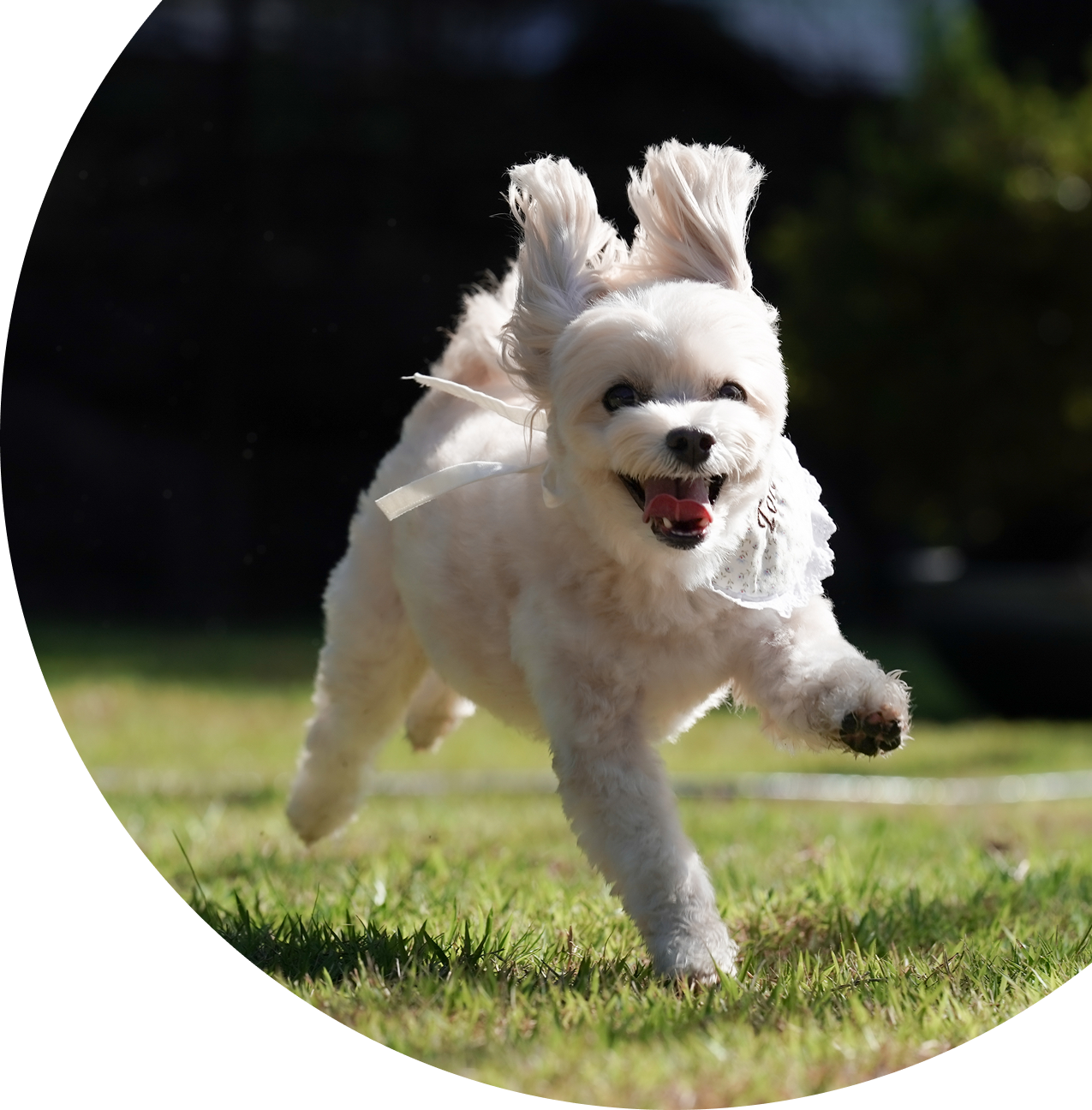 月間230,000人超の愛犬家ユーザーにダイレクトにアプローチ いぬやどAD