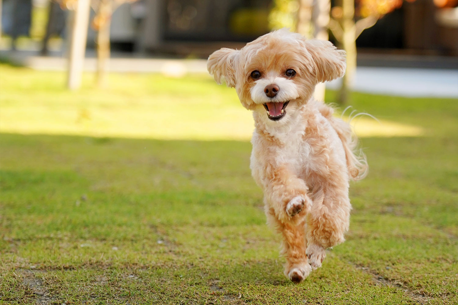 愛犬と一緒に滋賀旅&ショッピングを満喫しよう