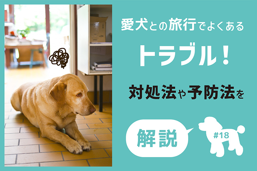 愛犬との旅行でよくあるトラブル 対処法や予防法を解説 愛犬と泊まれるお宿探しなら いぬやど ペット同伴専門宿泊予約サイト