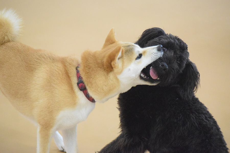 愛犬との旅行でよくあるトラブル 対処法や予防法を解説 愛犬と泊まれるお宿探しなら いぬやど ペット同伴専門宿泊予約サイト