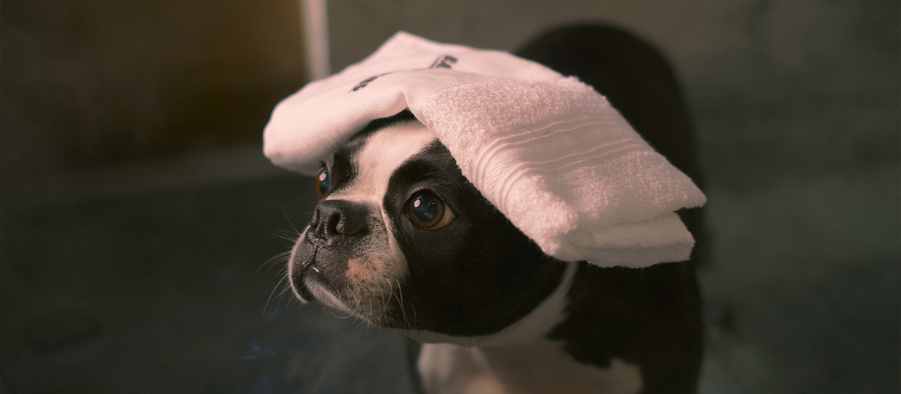 愛犬専用の温泉もご用意