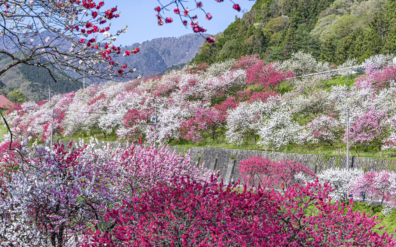 4月〜5月は花桃が咲き誇る桃源郷に
