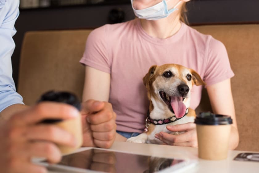 東京都内のおすすめドッグカフェ5選 愛犬とくつろげるおしゃれなお店を厳選 愛犬と泊まれるお宿探しなら いぬやど ペット同伴専門宿泊予約サイト