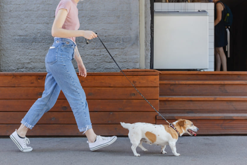 東京都内のおすすめドッグカフェ5選 愛犬とくつろげるおしゃれなお店を厳選 愛犬と泊まれるお宿探しなら いぬやど ペット同伴専門宿泊予約サイト