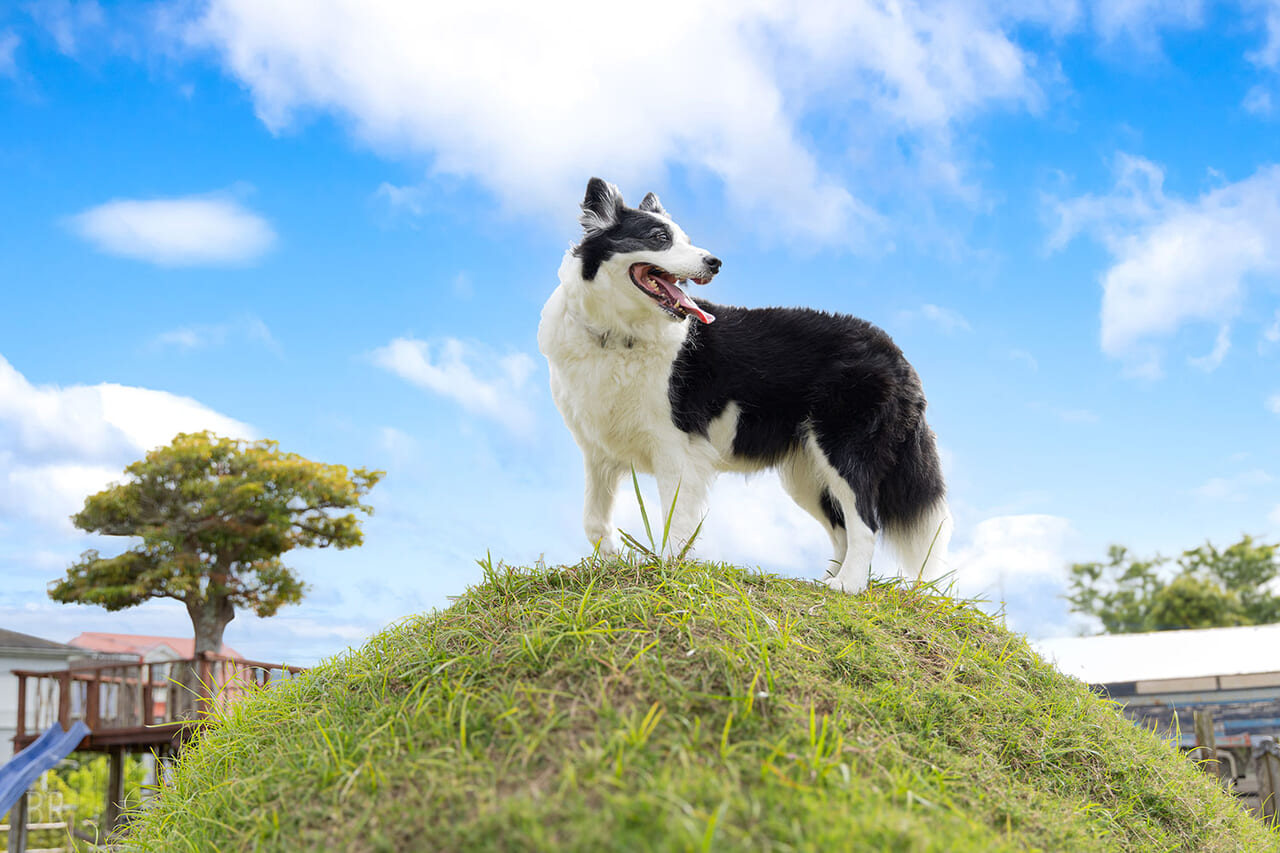 愛犬とともに泊まれる！