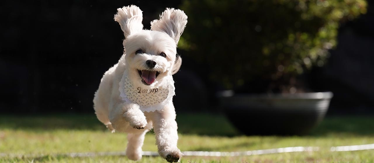 愛犬と泊まれるプライベートドッグヴィラ（イメージ）