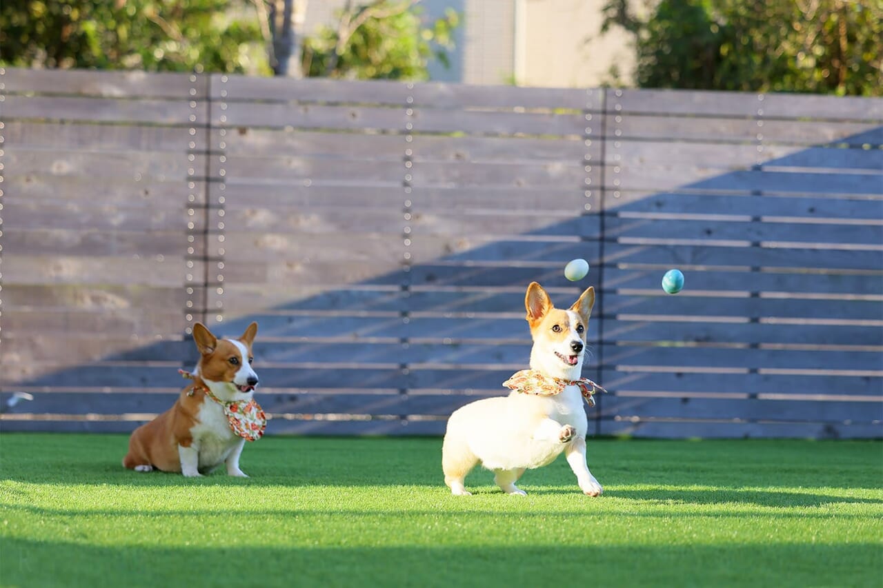 犬種制限サイズ制限のない愛犬と泊まれるプライベートドッグヴィラ