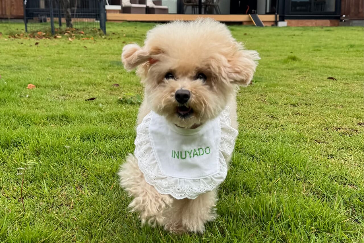 ドッグランに喜ぶ愛犬