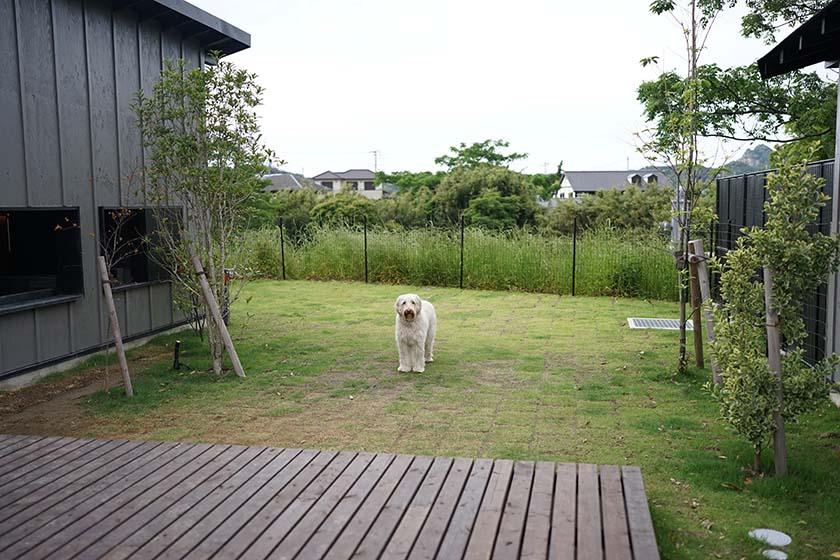 天然芝の広いお庭とハリー