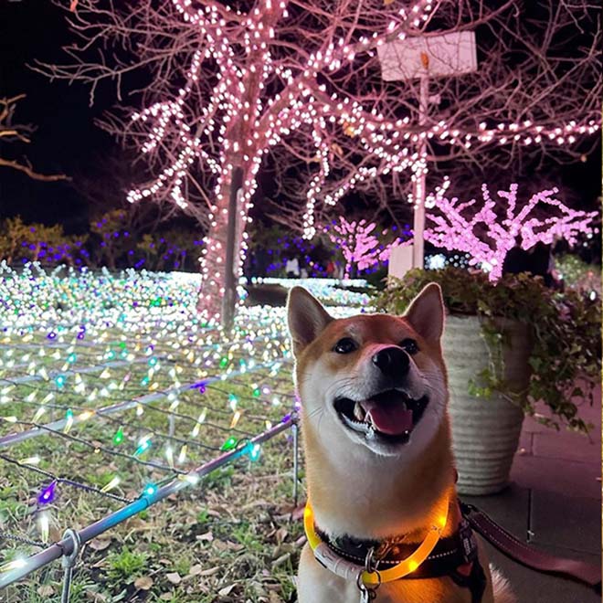 湘南の宝石と柴犬