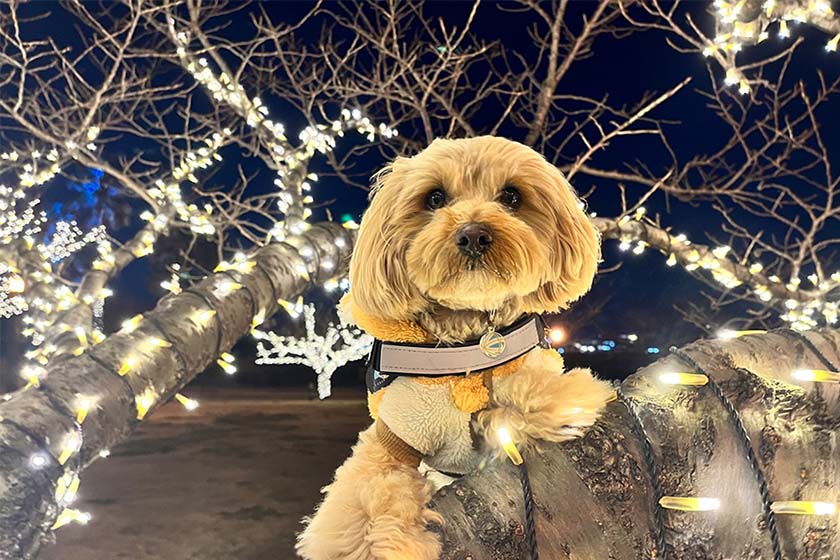 愛犬と一緒に行けるイルミネーションスポット12選！幻想的な光の