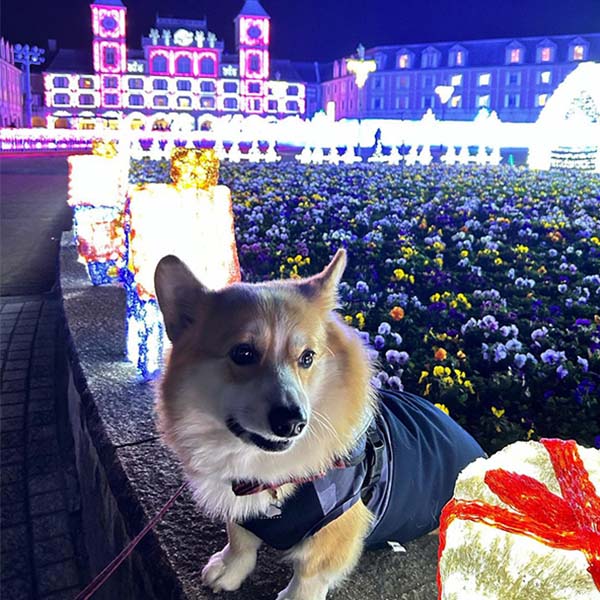 道の駅 神戸フルーツ・フラワーパーク大沢のイルミネーションとコーギー