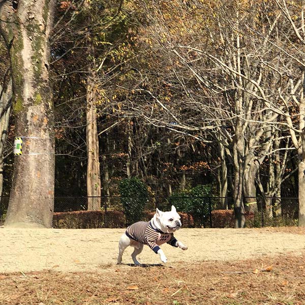 ドッグランで何かを見つけたフレンチブルドック 