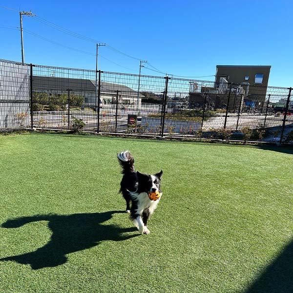 ドッグランでおもちゃを飼い主に届けるボーダーコリー