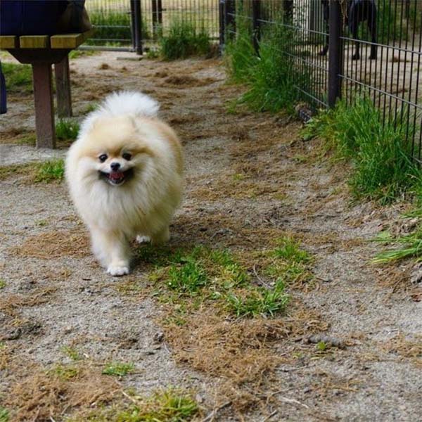 ベンチに座る飼い主の元に歩くポメラニアン