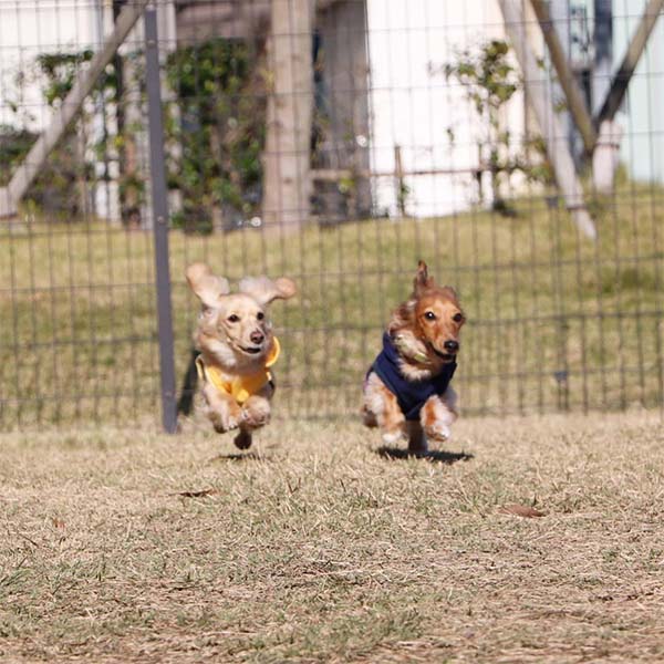 ドッグランで一緒に走るわんちゃん達