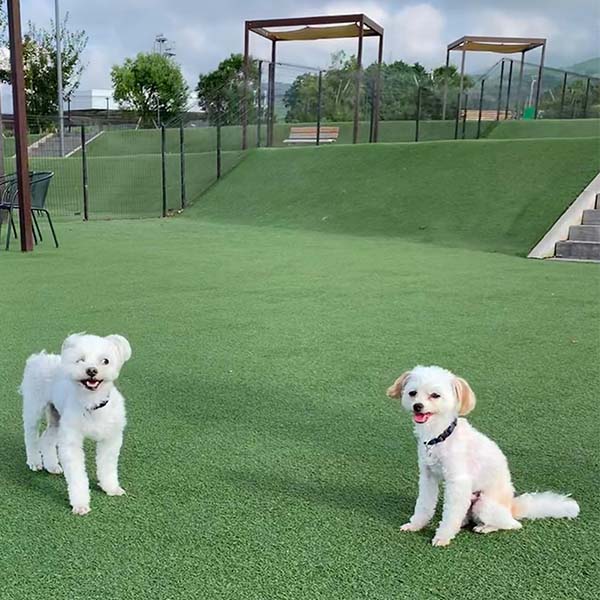 他のわんちゃんが気になる愛犬