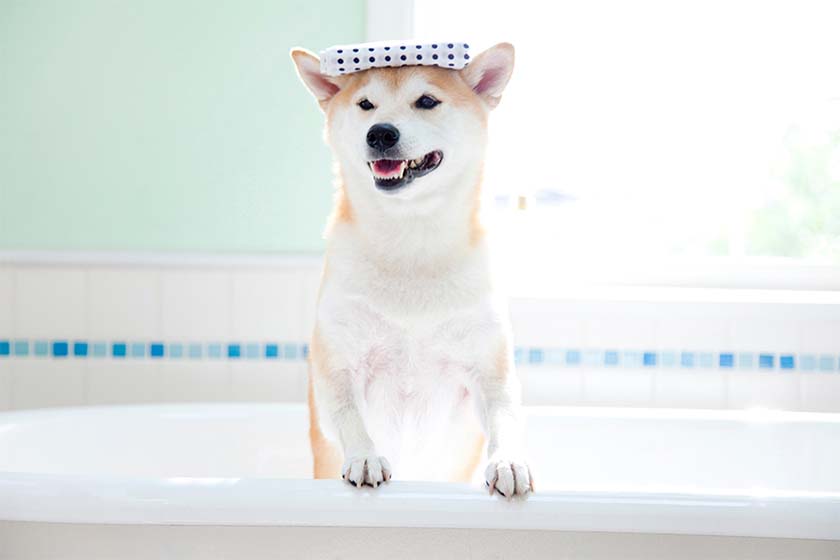 てぬぐいを載せてお風呂に入る柴犬