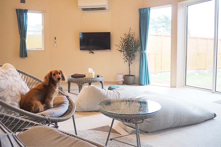 ドッグスパリゾ－ト京都で客室にあるソファに座る愛犬