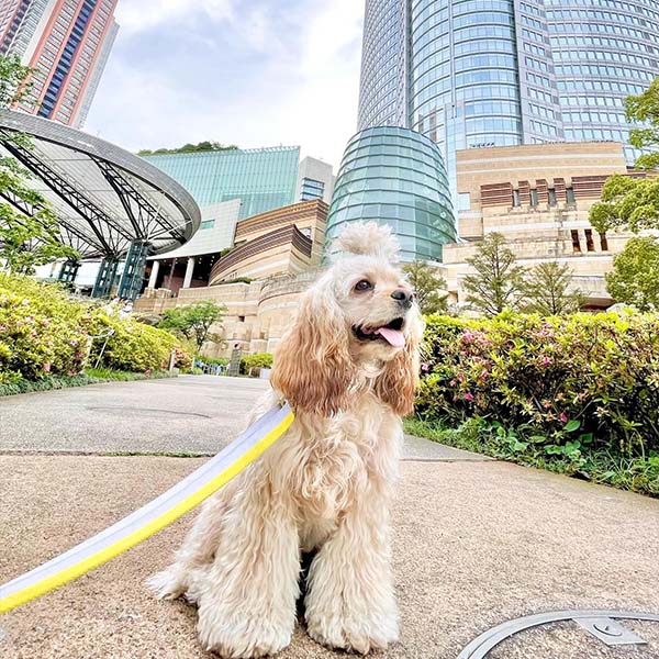 六本木ヒルズでおしゃれにキメる愛犬