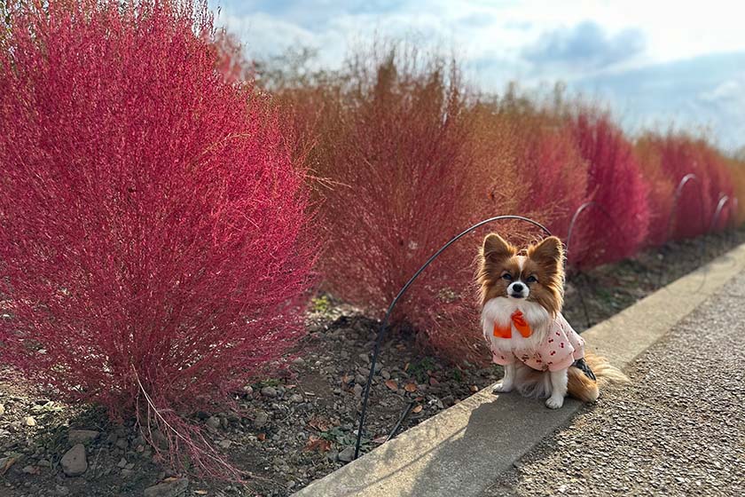 大石公園のコキア並木とふわり