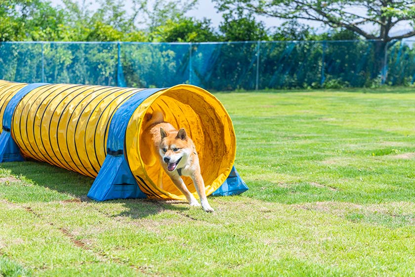 アジリティで遊ぶ愛犬