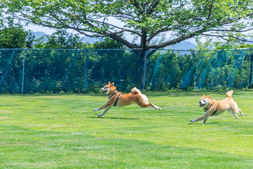 プライベートドッグランに大喜びの愛犬たち