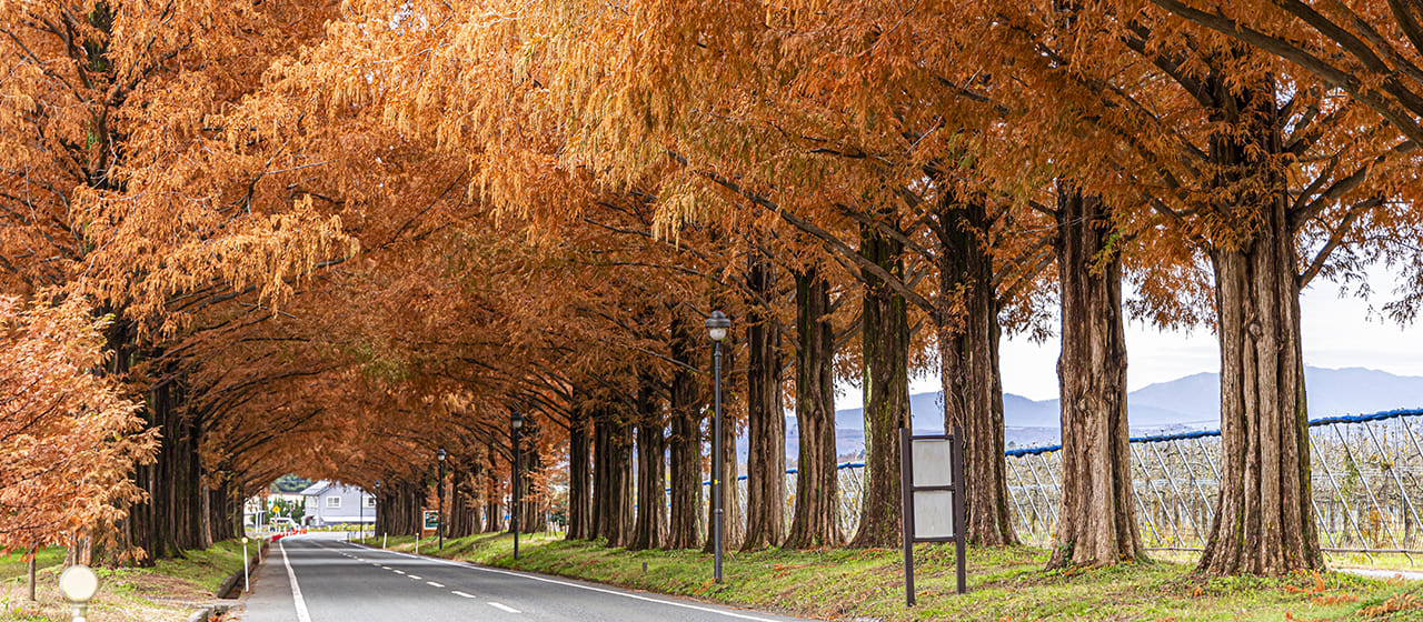 日本紅葉の名所100選に選ばれる 人気観光地 メタセコイア並木