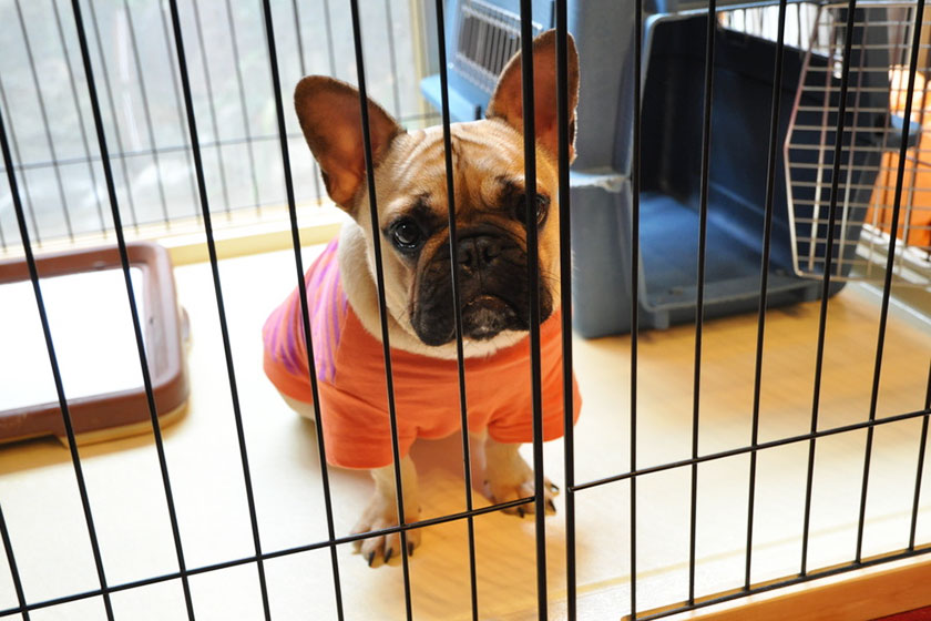 犬を留守番させるときに気をつけたいこと