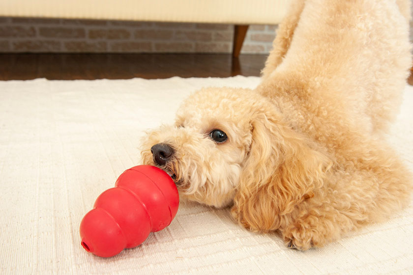 犬の写真