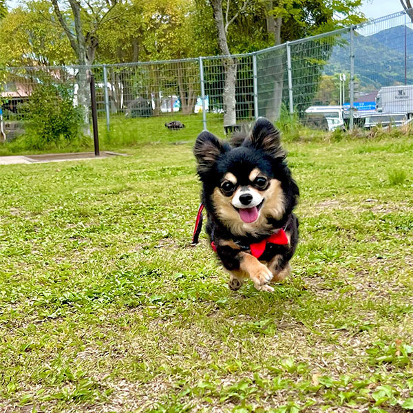 兵庫・西紀サービスエリアのドッグランで走る愛犬