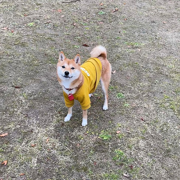 福岡・広川サービスエリアのドッグランで飼い主を見つめる柴犬