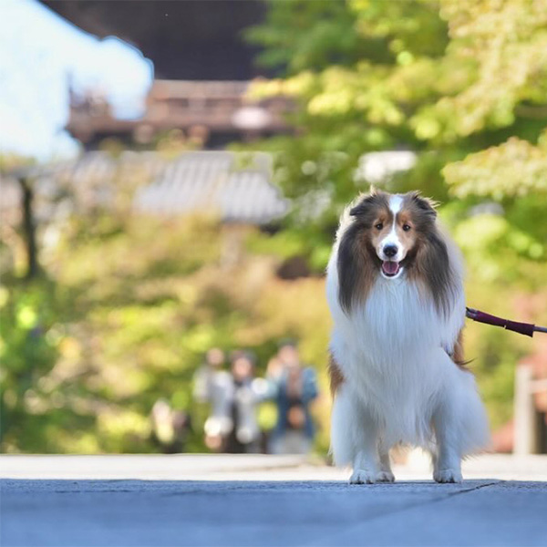 南禅寺の参道に立っている愛犬