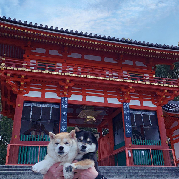 八坂神社の前で飼い主に抱えられる２匹の柴犬