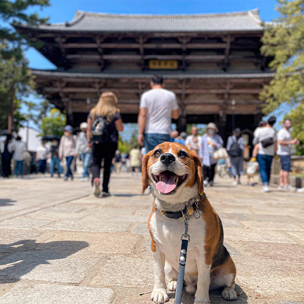 東大寺で微笑むビーグル