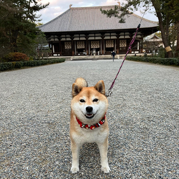 唐招堤寺で笑顔の柴犬