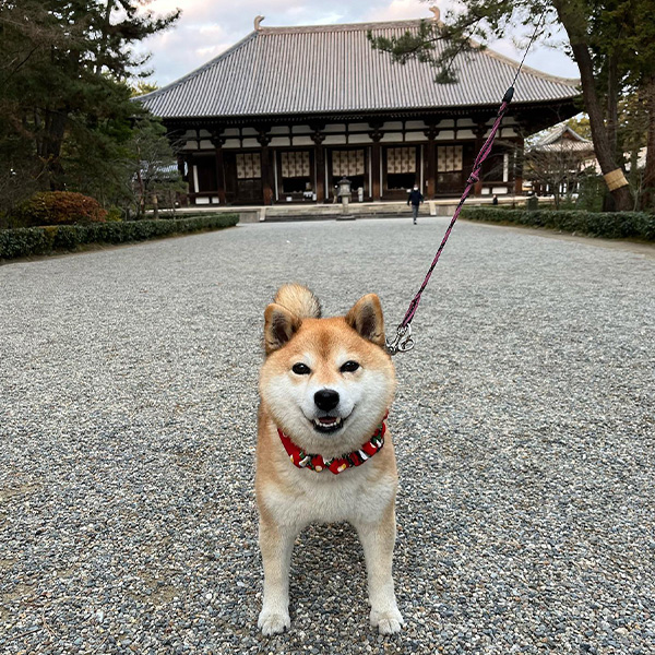 愛犬と初詣できる唐招堤寺