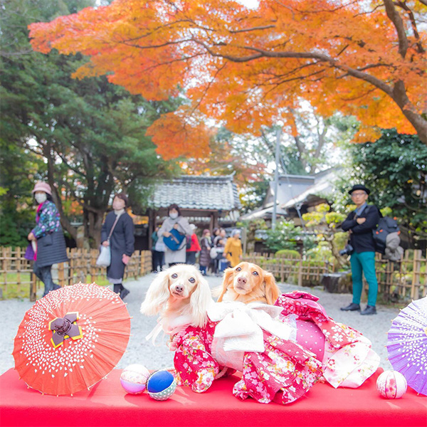 吉水神社で着物を着て並んで記念撮影する愛犬