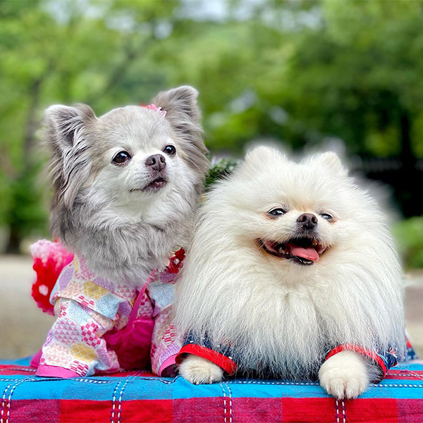 平之荘神社で着物を着て記念撮影をする愛犬たち