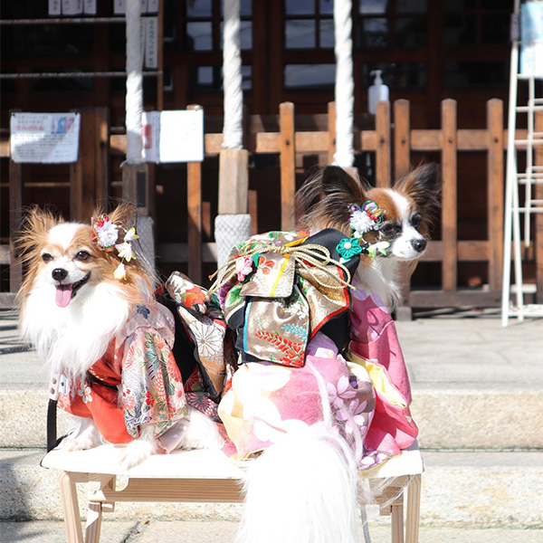 駒林神社で犬幸祈願