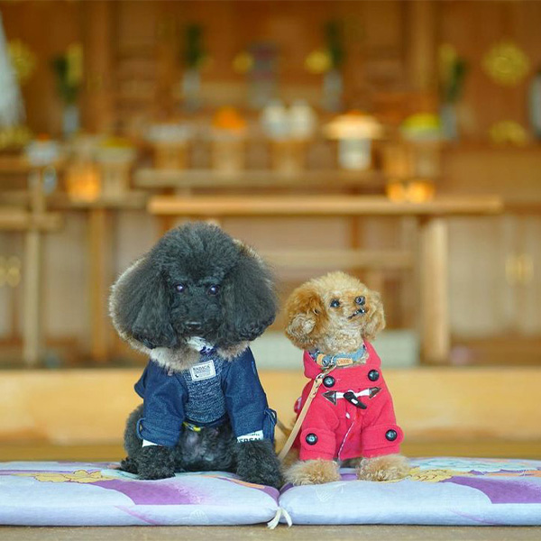 三輪明神照友神社内でお座りする愛犬たち