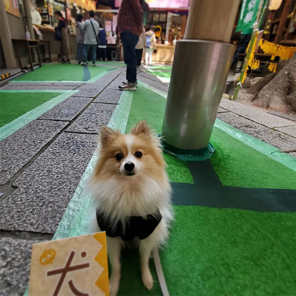 少彦名神社で飼い主を見つめるわんちゃん