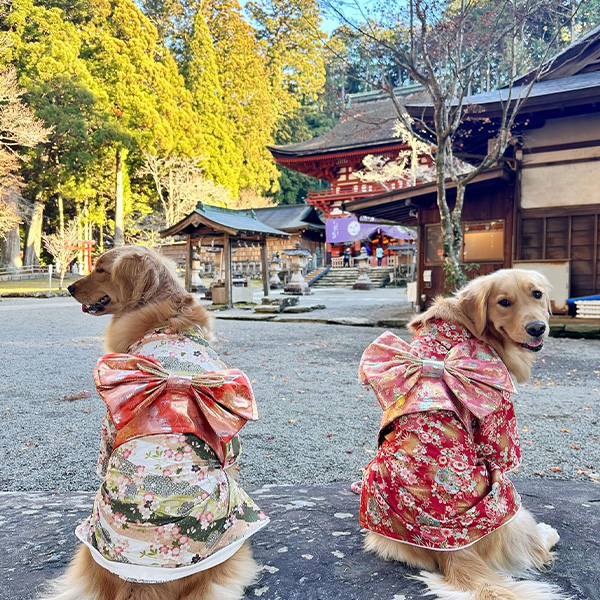 丹生都比売神社で着物を着ているレトリバーたち