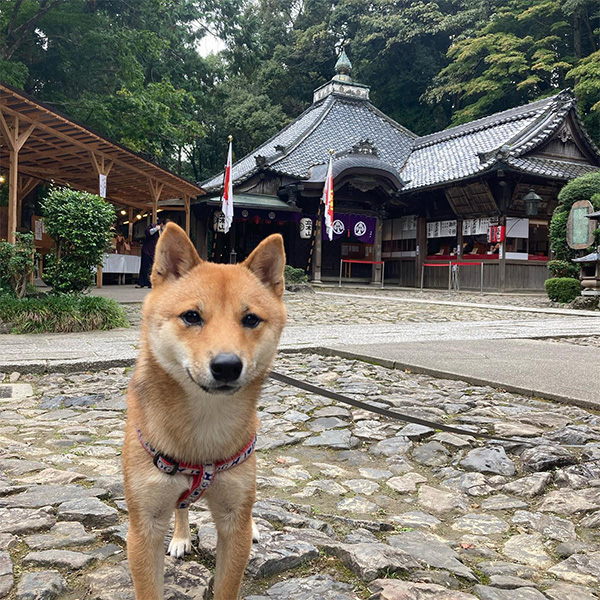 愛犬と初詣できる立木観音